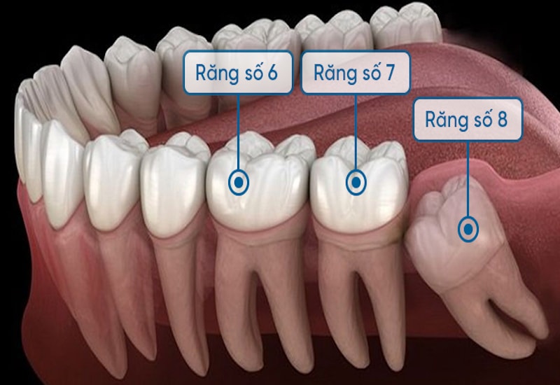 Vai trò chính của răng số 7 hàm dưới là nhai và nghiền nát thức ăn